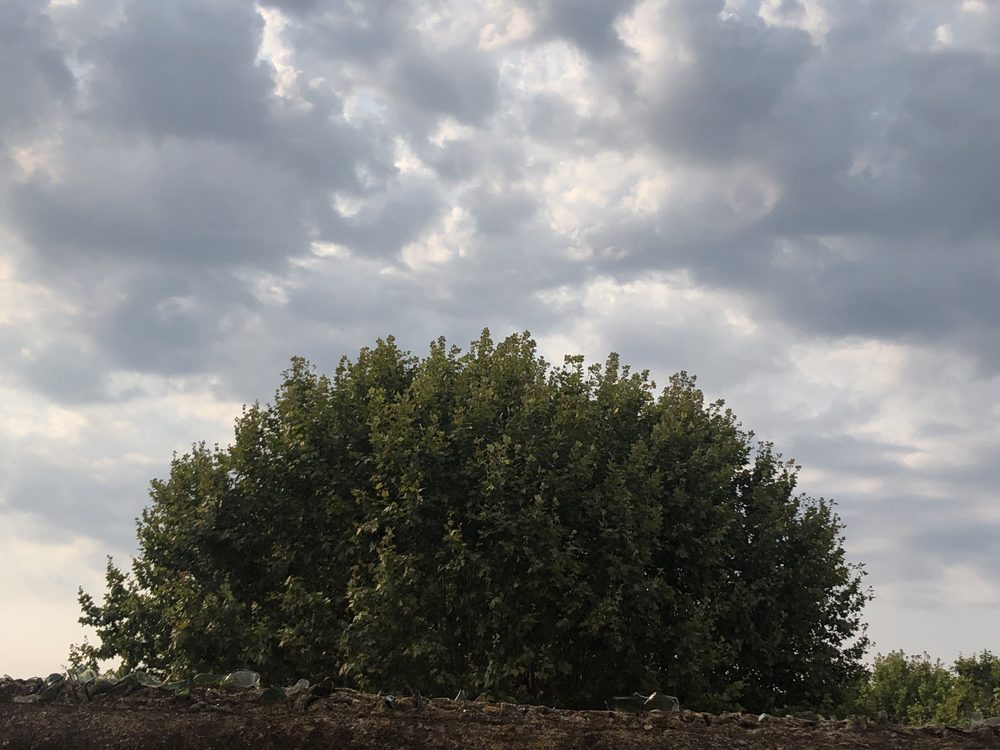 Copa de un árbol contra un cielo con nubes