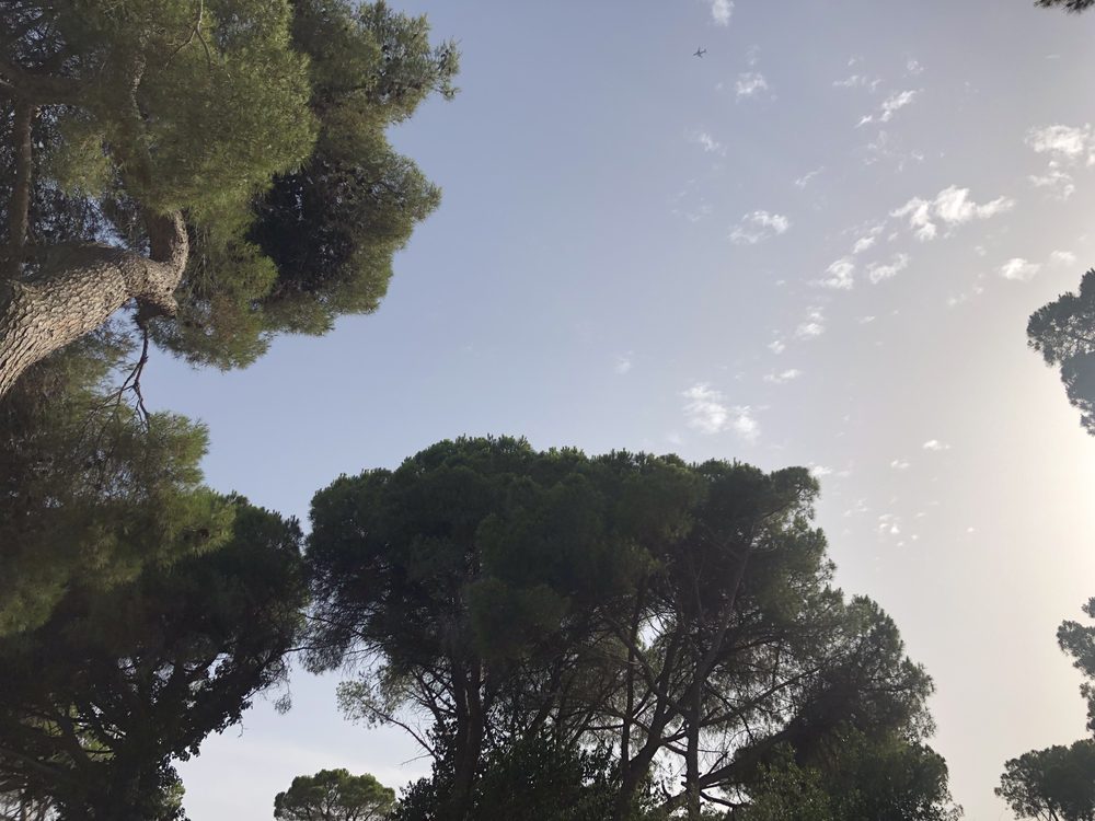 Pinos y la estela de un avión
