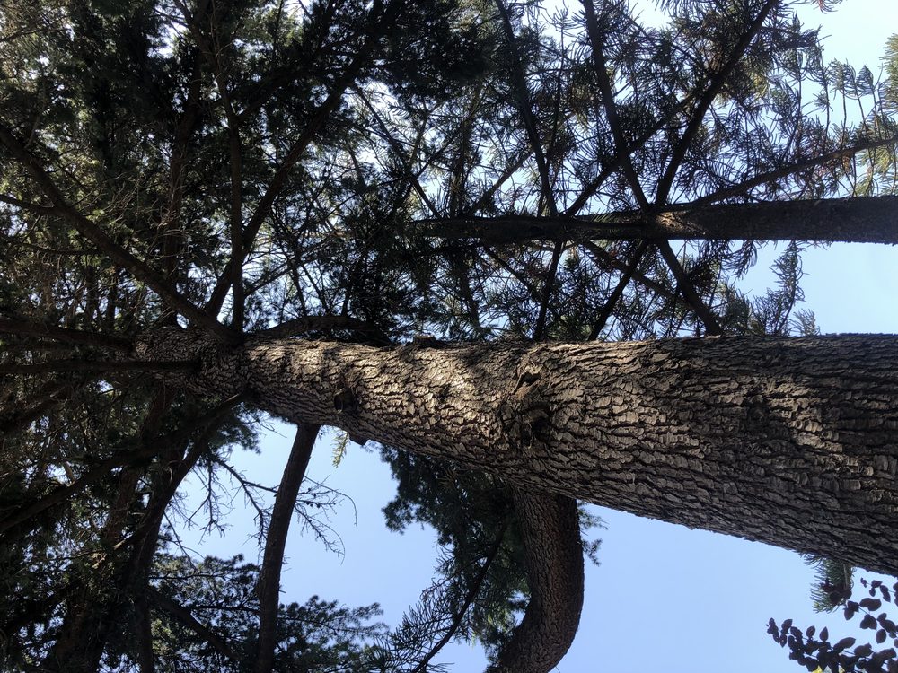 Tronco y ramas altas contra el cielo