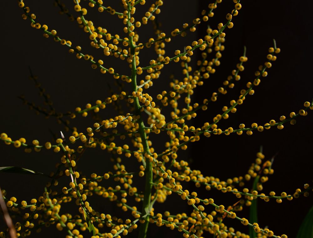 Ramas con frutos pequeños