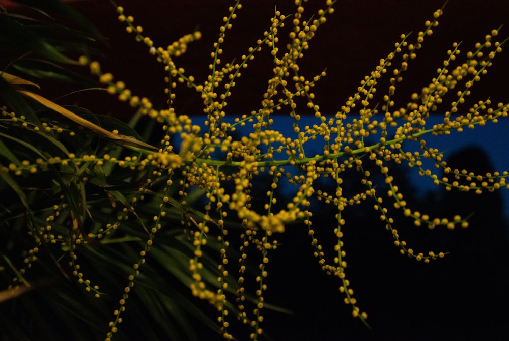 Frutos sobre fondo rojo y azul