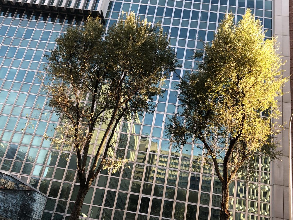 Dos árboles delante de una fachada de cristal