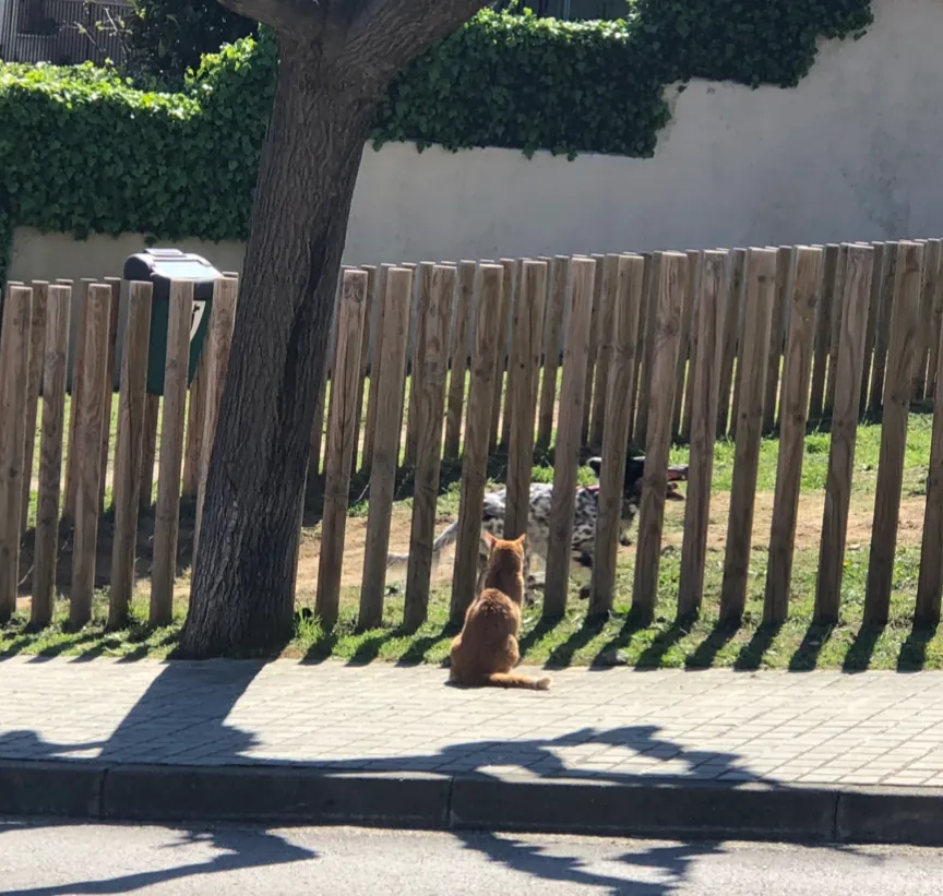Un gato sentado junto a una valla de madera